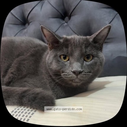 Foto 1/1 Tito Gato perdido en Puebla
