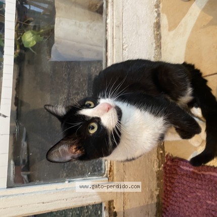 Foto 1/1 Zelly Gato perdido en Buenos Aires
