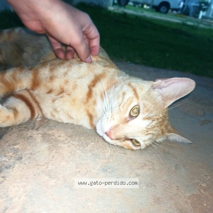 Foto 1/1 Gato encontado Encontrado en Maracaibo