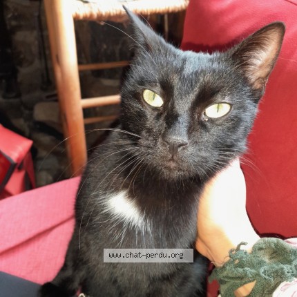 Foto de un gato reunido en Saint Martin D Uriage