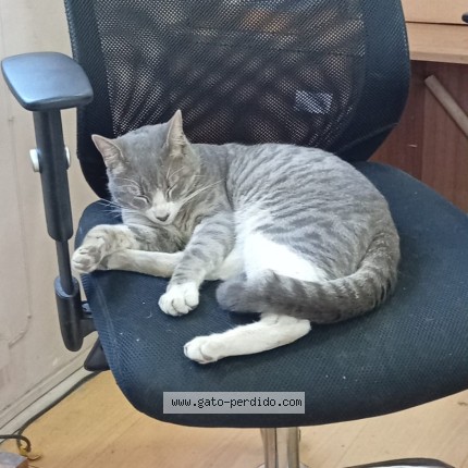 Foto 1/1 Tito Gato perdido en Santiago