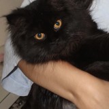 Kira