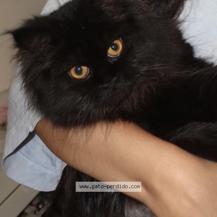 Foto 1/1 Kira Gato perdido en Mataro