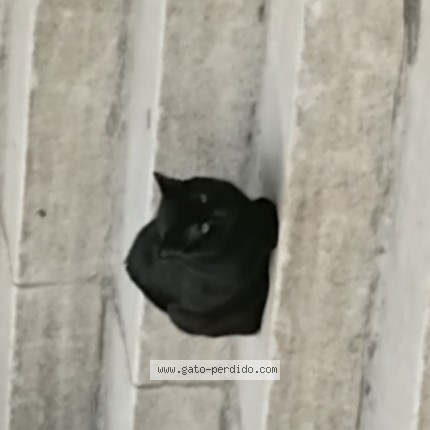 Foto 1/1 Gato encontado Encontrado en Retiro