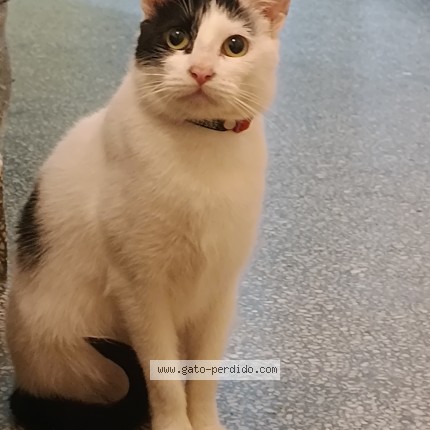 Foto 1/1 zuri Gato perdido en Montevideo