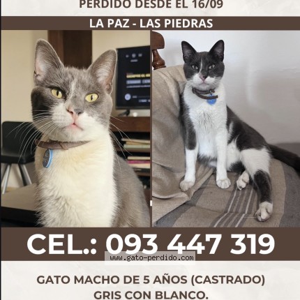 Foto 1/1 Milo Gato perdido en La Paz