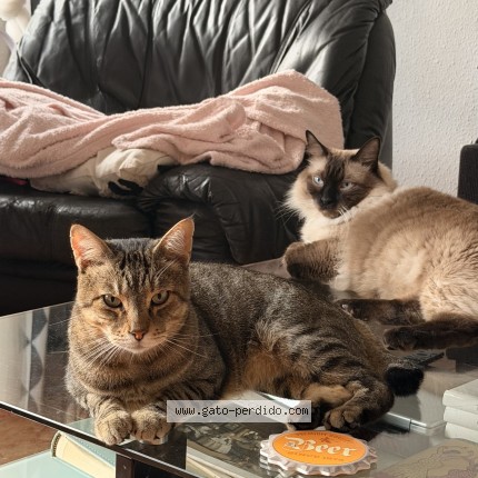 Foto 1/1 CHAI Gato perdido en Valencia