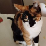 Michi