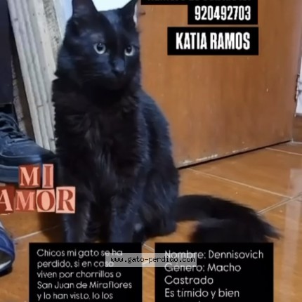 Foto 1/1 Dennisovich Gato perdido en Lima