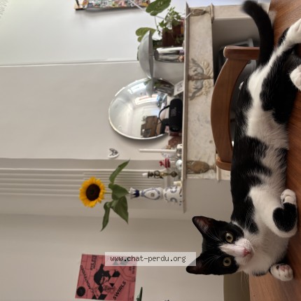 Foto de un gato reunido en Marseille
