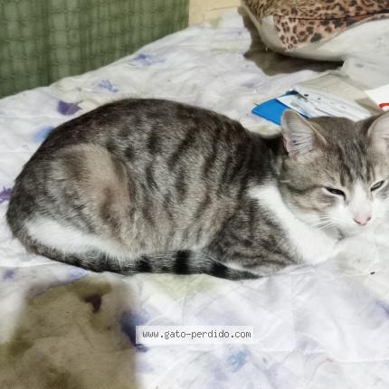 Foto 1/1 Gato encontado Encontrado en Moron