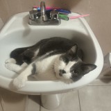 Bigotona