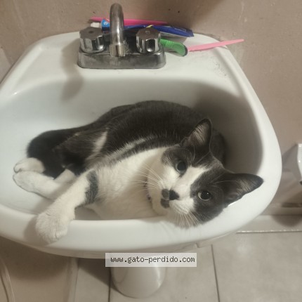 Foto 1/1 Bigotona Gato perdido en Culiacan Sinaloa