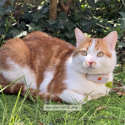 Foto de un gato reunido en Mont Valerien