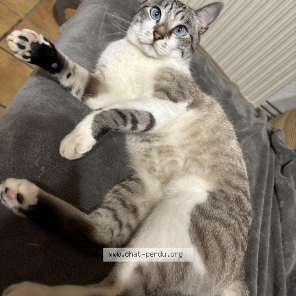 Foto de un gato reunido en La Rochebeaucourt Et Argentine