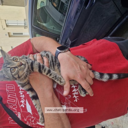 Foto de un gato reunido en Moret Loing Et Orvanne