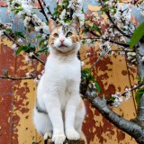 Milly