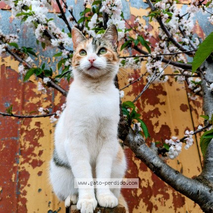 Foto 1/1 Milly Gato perdido en Valparaiso Cerro Ramaditas