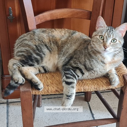 Foto de un gato reunido en Cannes