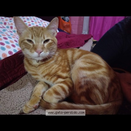 Foto 1/1 Dooshik Gato perdido en Maipu