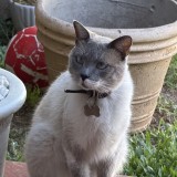 Lio
