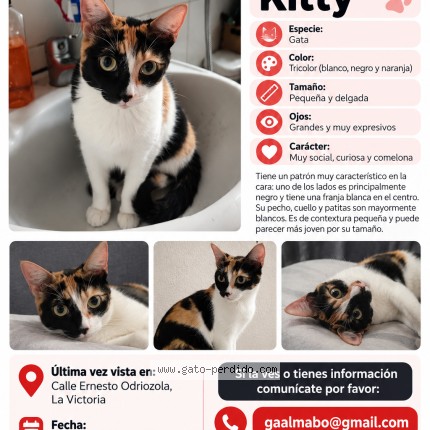 Foto 1/1 Kitty Gato perdido en Lima