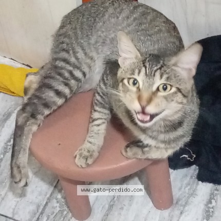 Foto 1/1 Frijol Gato perdido en Zapopan