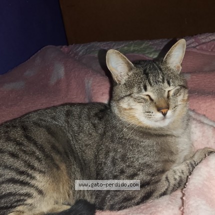 Foto 1/1 Morocho Gato perdido en San Juan Jachal