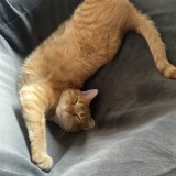 Wilson