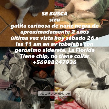 Foto 1/1 sizu Gato perdido en Santiago La Florida