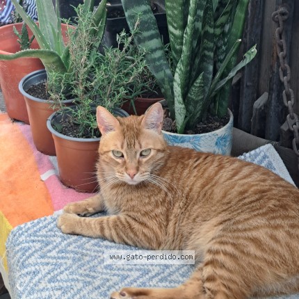 Foto 1/1 sherkan Gato perdido en Coronel