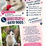 Merlin Carmelo