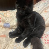 Kuro