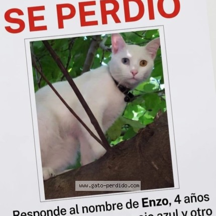 Foto 1/1 Enzo Gato perdido en Ezpeleta