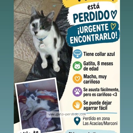 Foto 1/1 Milo Gato perdido en Montevideo