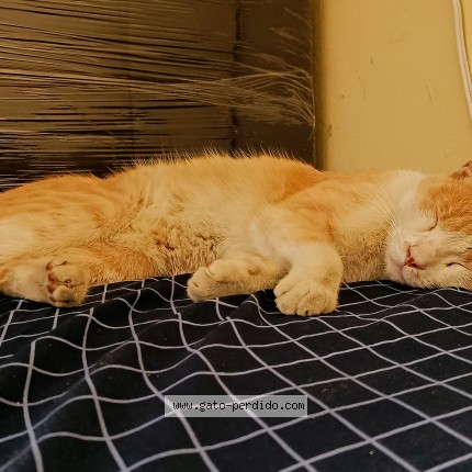 Foto 1/1 Wicho Gato perdido en Puebla Puebla