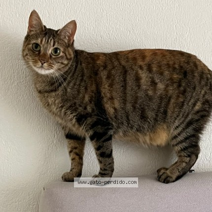 Foto del gato perdido en Vina Del Mar