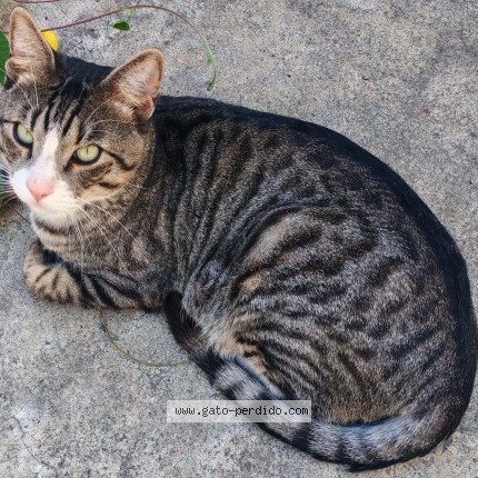 Foto 1/1 Bigotes Gato perdido en Ciudad De Mexico