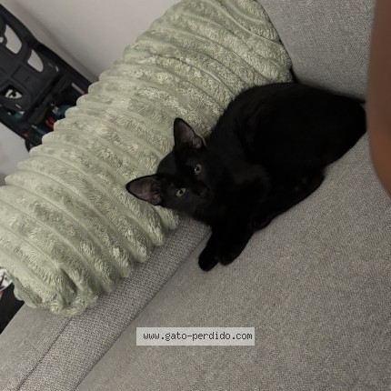 Foto 1/1 Tony Gato perdido en Murcia