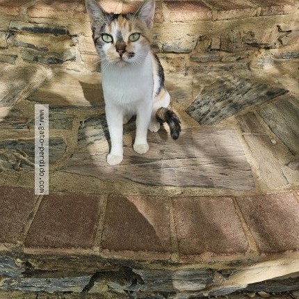 Foto 1/1 Gato encontado Encontrado en Las Navas De La Concepcion