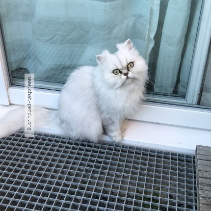 Foto de un gato reunido en Sainte Luce Sur Loire