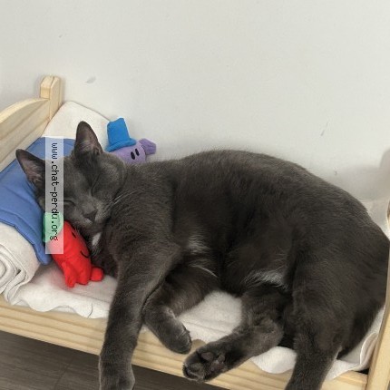Foto de un gato reunido en Saint Etienne