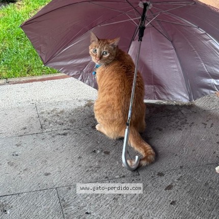 Foto 1/1 Diego Gato perdido en Puebla