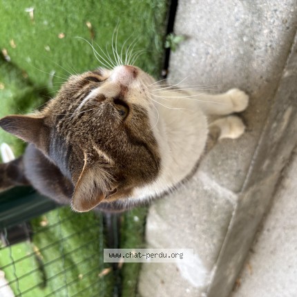 Foto de un gato reunido en Vienne