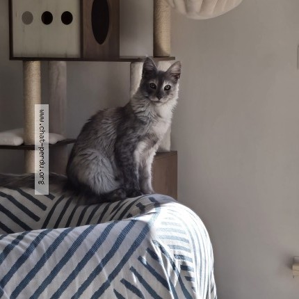 Foto de un gato reunido en Lourmarin