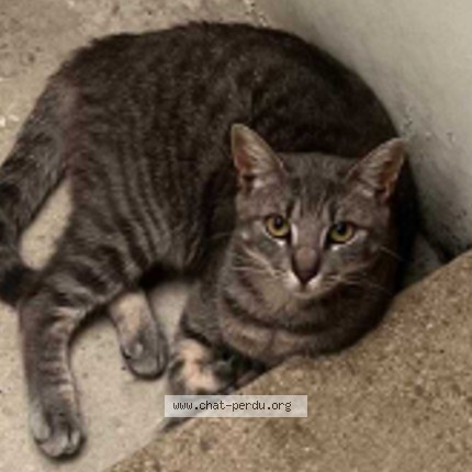 Foto de un gato reunido en Talence
