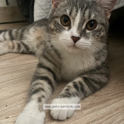 Foto 1/1 luna Gato perdido en Vitoria