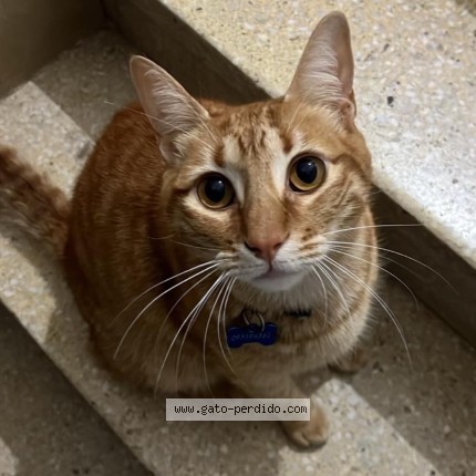 Foto 1/3 Eddy Gato perdido en Montevideo