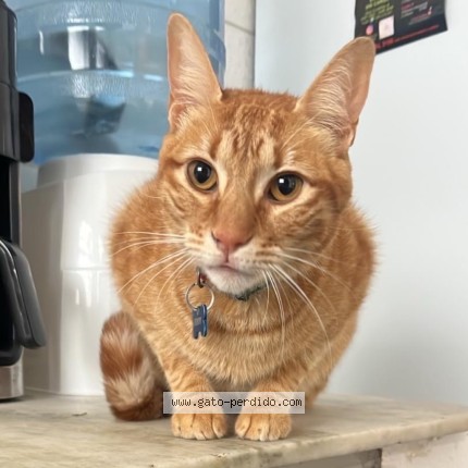 Foto 2/3 Eddy Gato perdido en Montevideo