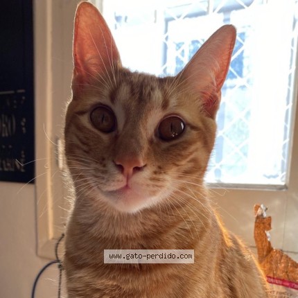 Foto 3/3 Eddy Gato perdido en Montevideo